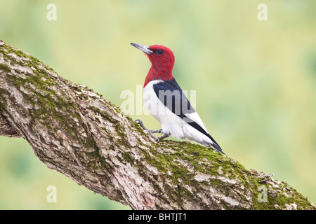 Red-headed Woodpecker thront auf Twisted Vine Stockfoto