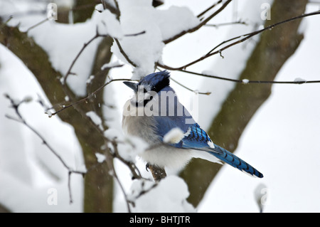 Blue Jay thront auf Zweig im Schnee Stockfoto