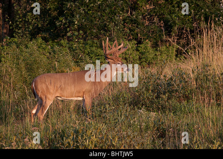 White-tailed Buck aus samt Stockfoto