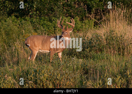 White-tailed Buck aus samt Stockfoto