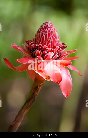 Rote Lampe Ingwer, Costa Rica Stockfoto