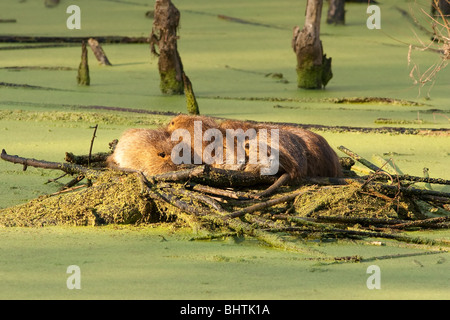 "Nutria Ratte" "Biber brummeln" Stockfoto