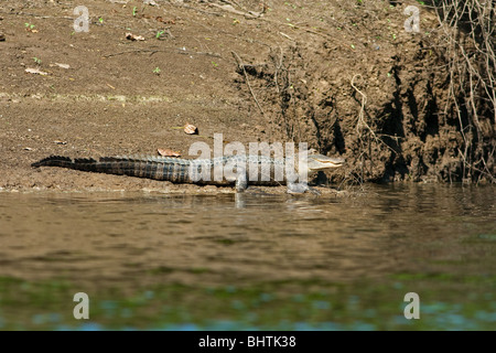 Alligator "Alligator Sinensis" Stockfoto