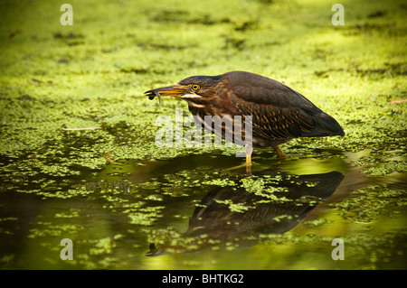 Grüne Reiher und Fisch Stockfoto