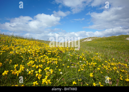 Wildblumen in den Dünen an der Küste von North Uist in den äußeren Hebriden, Schottland Stockfoto