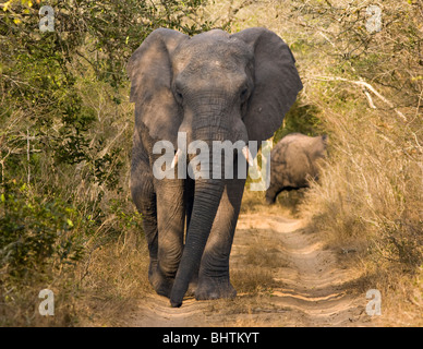 Ein afrikanischer Elefantenbulle (Loxodonta Africana) eine schmale, unbefestigte Straße hinunter. Stockfoto