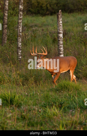 White-tailed buck Stockfoto