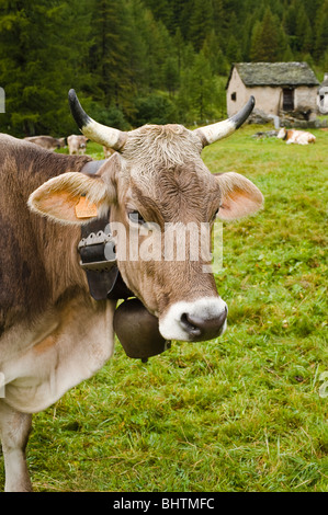 Brown Swiss Kuh an Alpe Devero, Parco Naturale Veglia Devero, Piemont, Italien Stockfoto