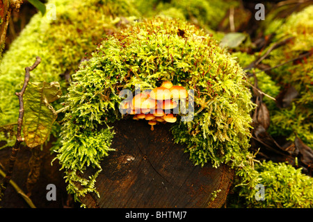 Holz-Pilze auf einem faulenden Baumstamm mit Sphagnum-Moos Stockfoto