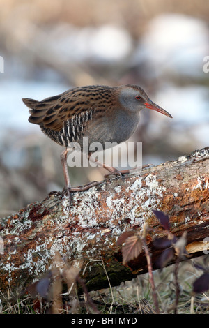 Wasser, Schiene, Rallus Aquaticus, einziger Vogel auf Baumstamm, West Midlands, Februar 2010 Stockfoto