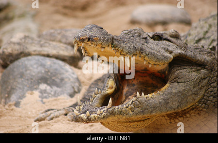 KROKODIL MIT MUND ÖFFNEN ZEIGT ZÄHNE Stockfoto