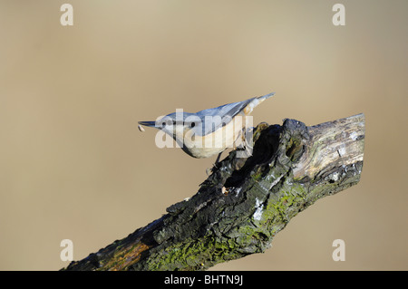 Kleiber Sitta Europaea. Erwachsenen Vogel sitzt auf alten Zweig und Abwurf Mutter von Schnabel. Dorset, UK. Stockfoto