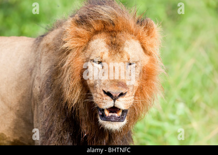 Nahaufnahme Schuss eines männlichen Löwen mit Mund offen, zeigt Zähne Stockfoto