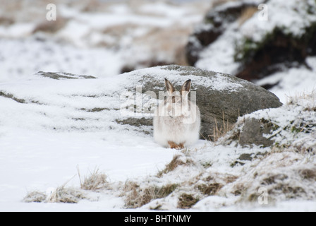 Berg Hase (Lepus Timidus) Peak District, Derbyshire, UK Stockfoto