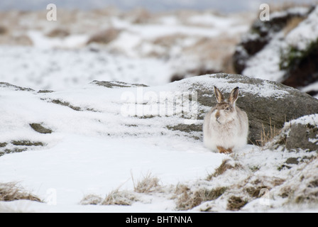 Berg Hase (Lepus Timidus) Peak District, Derbyshire, UK Stockfoto