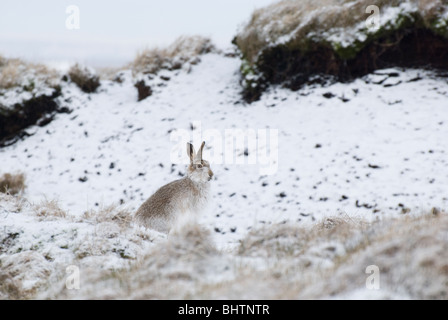 Berg Hase (Lepus Timidus) Peak District, Derbyshire, UK Stockfoto