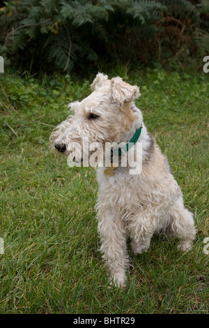 Draht haired Foxterrier Stockfoto