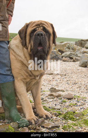 Porträt englische Bull Mastiff am Strand sitzen neben Besitzer Stockfoto