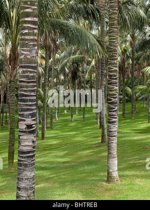 Palmenwald Bäume im Loro Parque (Papageienpark) Eingang in Teneriffa, Kanarische Inseln, Spanien Stockfoto