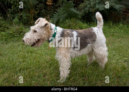 Draht haired Foxterrier Stockfoto