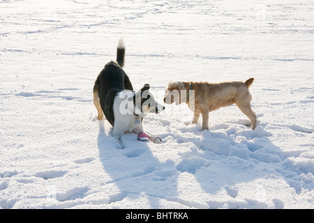 zwei Hunde im Schnee spielen Stockfoto