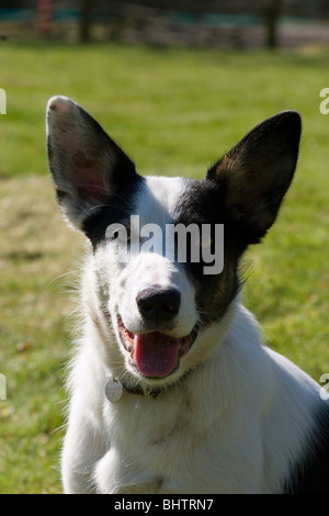 Porträt Kreuz Collie Welpen Stockfoto