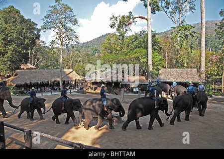 Maesa Elephant Camp in deiner Nähe Chiang Mai, Thailand Stockfoto