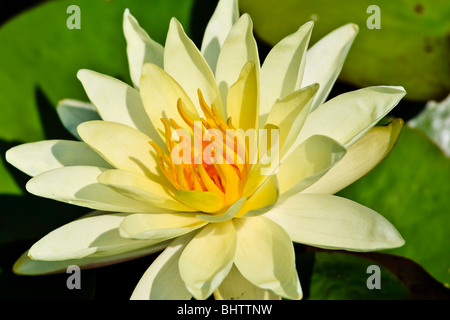 Nymphaea 'Joey Tomocik' Stockfoto