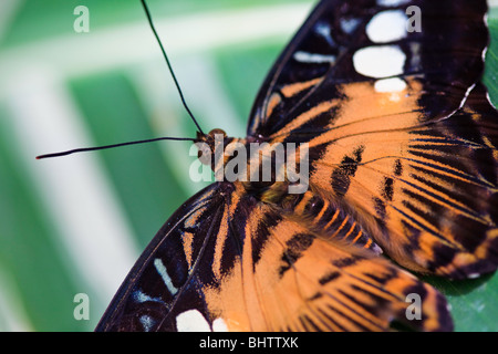 Braun Haarschneider Schmetterling Stockfoto