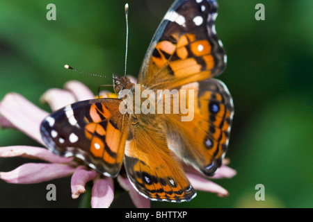 Amerikanischer Distelfalter Schmetterling, Vanessa virginiensis Stockfoto