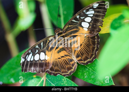 Braun Haarschneider Schmetterling Stockfoto