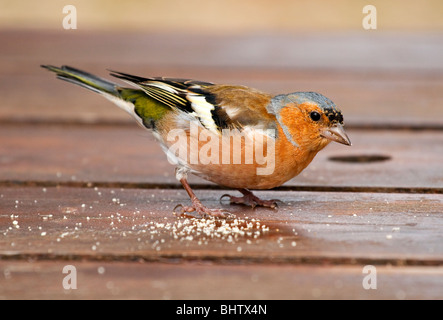 Buchfink Fringilla Coelebs einen kleinen passerine Vogel in der Fink-Familie Fringillidae allgemein gefunden in den Gärten, die Fütterung auf Krümel Stockfoto