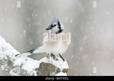 Blue Jay thront im Schnee Stockfoto