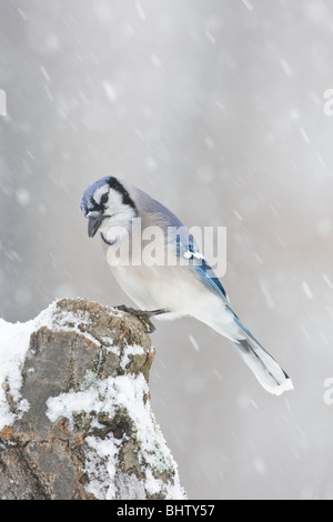 Blue Jay im Schnee Stockfoto