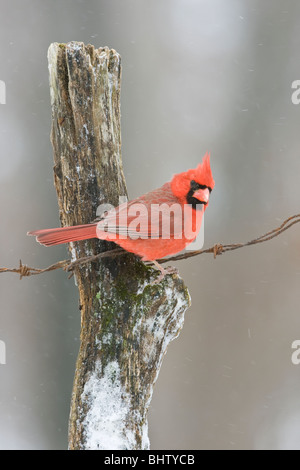 Nördlichen Kardinal gehockt Zaunpfahl im Winter - vertikal Stockfoto