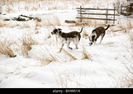 Zwei Hunde im Schnee spielen. Stockfoto