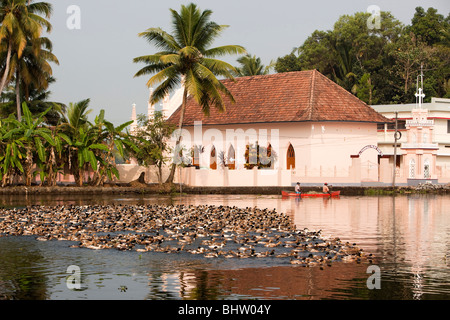 Indien, Kerala, Alappuzha, Chennamkary, Backwaters, Herde von Enten vorbei an St. Thomas syrisch-orthodoxen Kirche Stockfoto