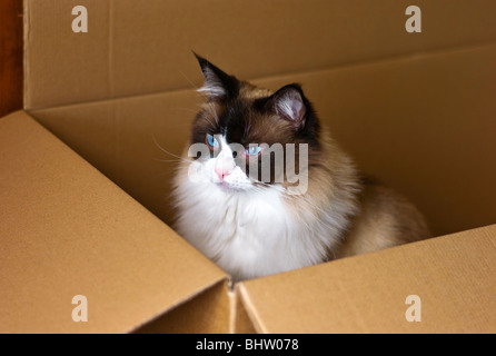 Weibliche Ragdoll Katze in einem Karton, die sie unwiderstehlich findet Stockfoto