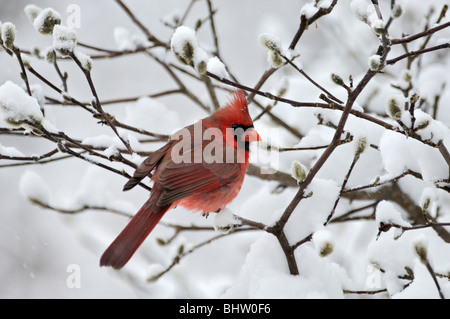 Nördlichen Kardinal thront auf Zweig im Schnee Stockfoto