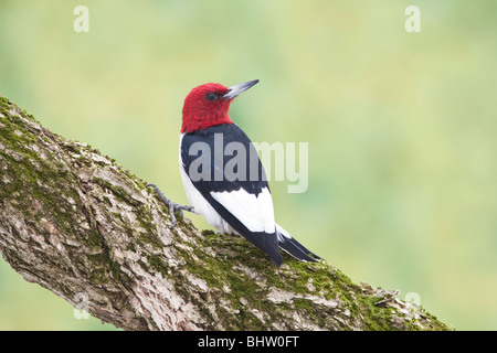 Red-headed Woodpecker thront auf Twisted Vine Stockfoto