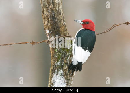 Red-headed Woodpecker gehockt Zaunpfosten Stockfoto