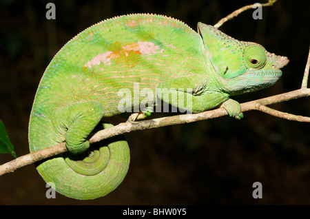 Paron des Chamäleon, Madagaskar Stockfoto