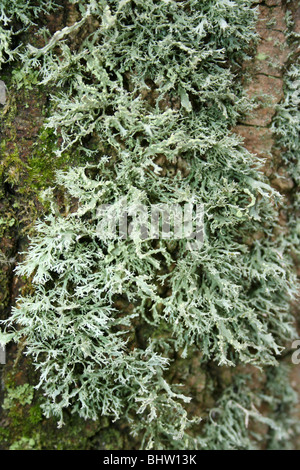 Schnallen Sie Flechten Evernia Prunastri Abdeckung Tree Trunks auf Ellesmere, Shropshire, UK Stockfoto