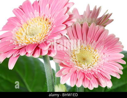 Schöne rosa (Magenta) Gerbera Blumen isoliert auf weißem Hintergrund Stockfoto