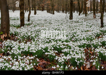 Schneeglöckchen im Wald, Welford england Stockfoto