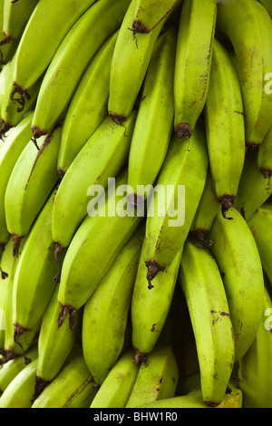 Eine große Reihe von grünen Bananen auf einer Plantage in den Galapagos-Inseln. Stockfoto