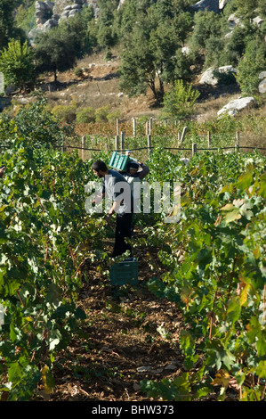 Nahen Ostens Landwirte arbeiten im Weinberg Kommissionierung schwarze Trauben Libanon Middle East Asia Stockfoto