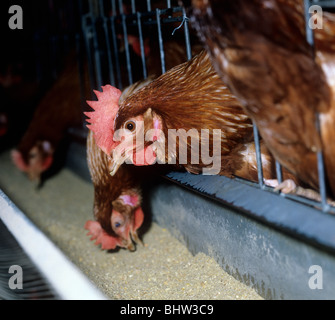 Eine Batterie Eiablage Hühner füttern durch die Gitterstäbe des Käfigs Stockfoto