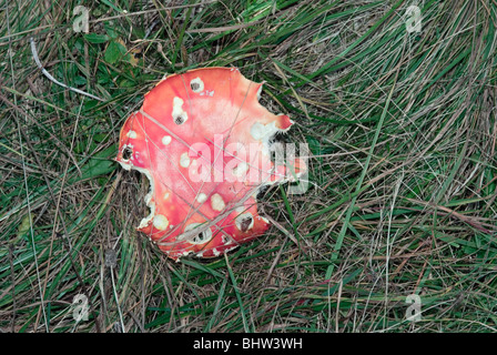 Kappe des Fliegenpilzes (Amanita Muscaria) teilweise gegessen Stockfoto