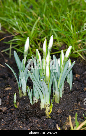 die ersten Anzeichen des Frühlings.  Schneeglöckchen schießt erscheinen Stockfoto